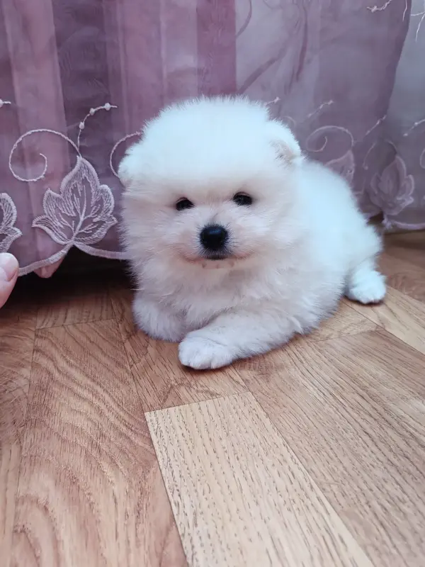 Мальчик померанского шпица