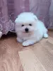 Мальчик померанского шпица