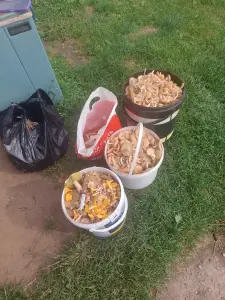 Грибы опята
