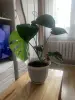 Цветок домашний Монстера