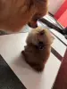 Шпиц, померанский шпиц