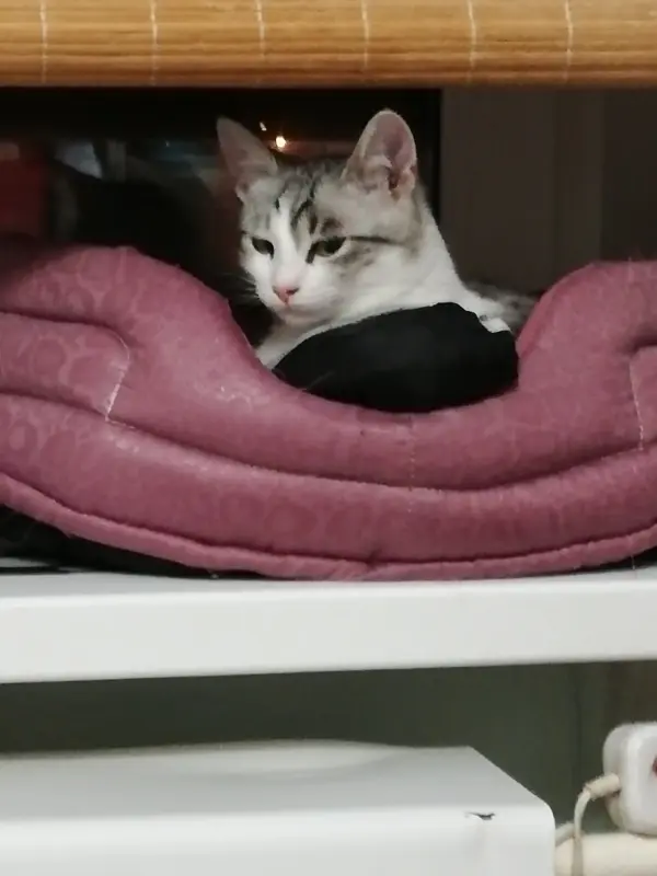 Кот Барс в добрые руки