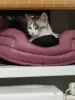 Кот Барс в добрые руки