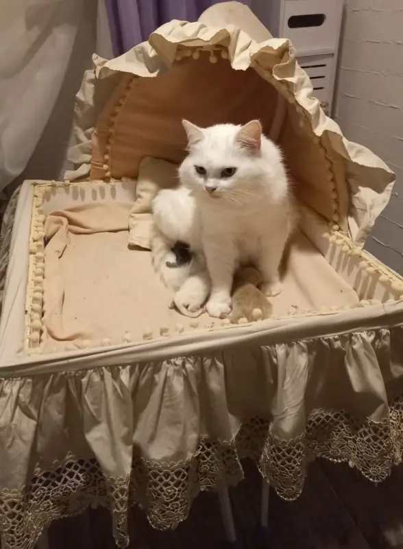 Ангорские котята