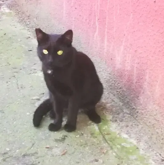 Чёрная кошечка в добрые руки