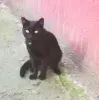 Чёрная кошечка в добрые руки