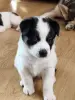 Щенки