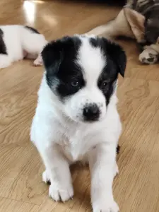 Щенки