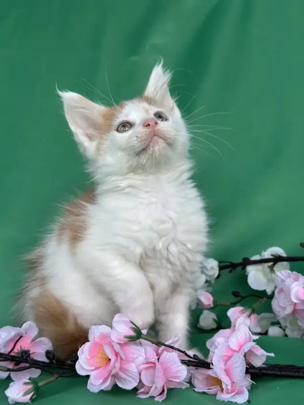 Мейн-Кун котята
