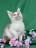 Мейн-Кун котята