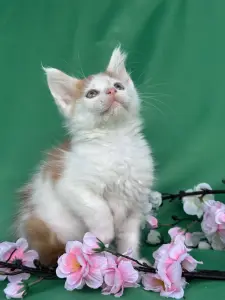 Мейн-Кун котята