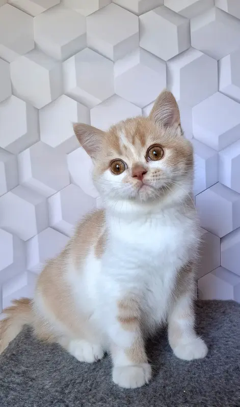 Котик породы Селкирк страйт