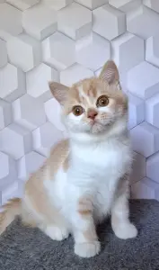 Котик породы Селкирк страйт