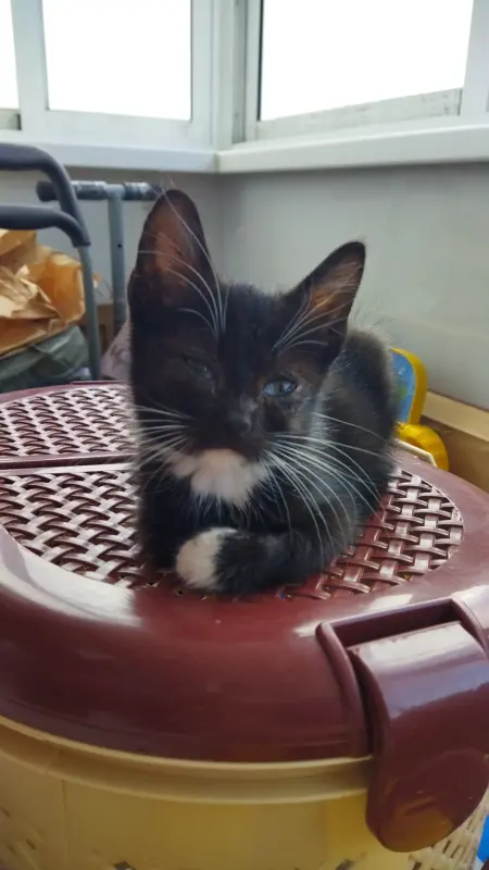 Котёнок