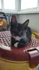 Котёнок
