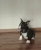Миниатюрный бультерьер