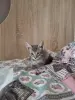Котенок даром