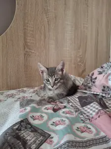 Котенок даром