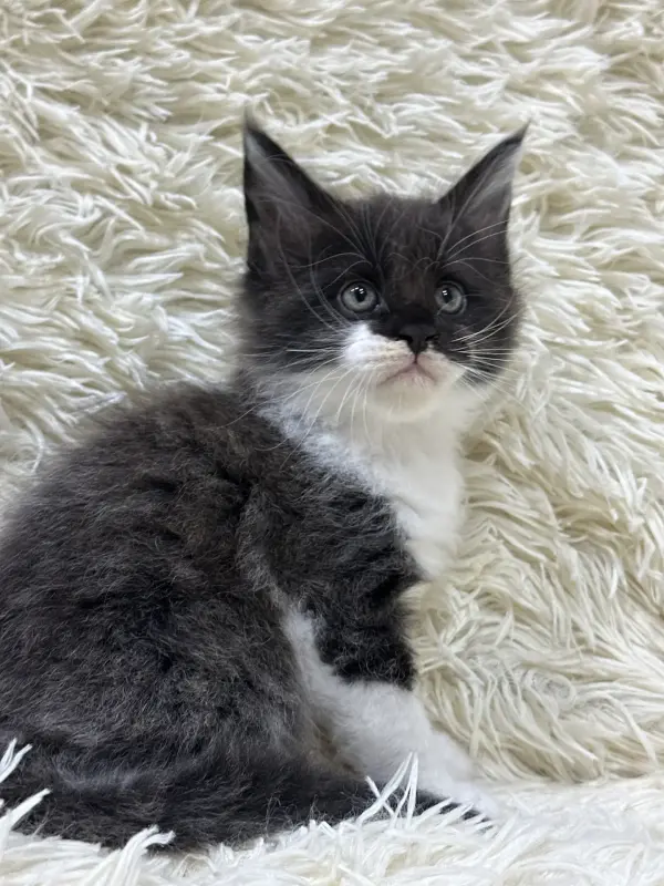 Мейн-Кун котята
