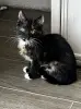 В дар нежная красивая котёнок-девочка