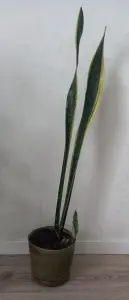 Комнатные растения Сансевиерия