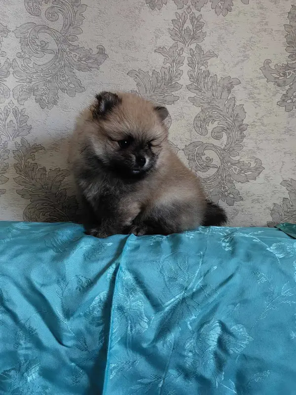 Щенки померанского шпица