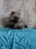 Щенки померанского шпица