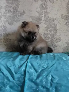 Щенки померанского шпица