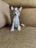 Щенки китайская хохлатая собака