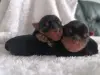 Малыши йоркширского терьера