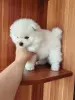 Белый мальчик померанского шпица