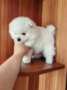 Белый мальчик померанского шпица