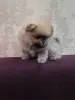 Щенки померанского шпица