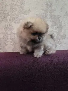 Щенки померанского шпица