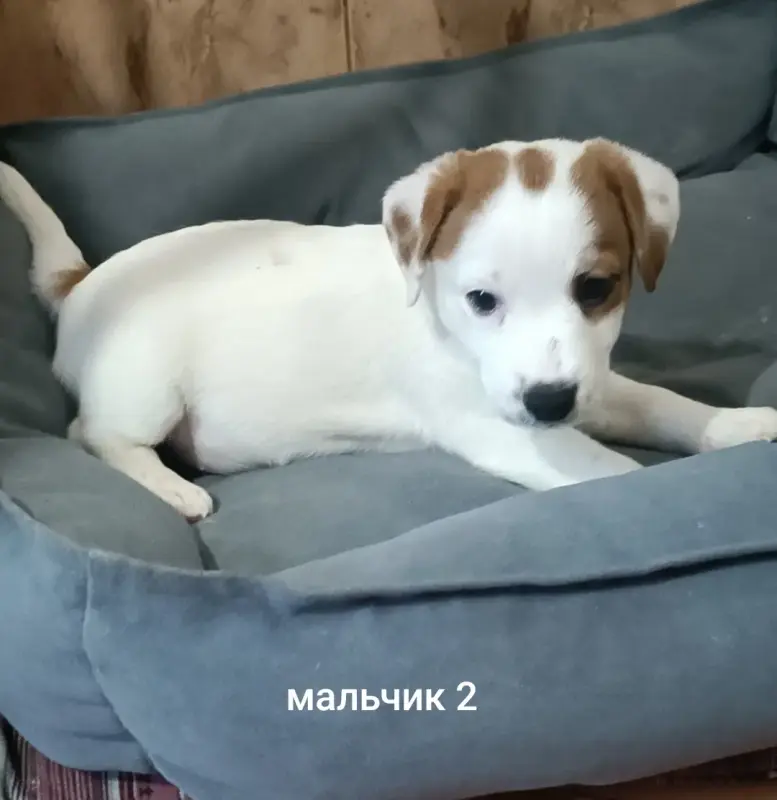 Щенки Джек Рассел терьера