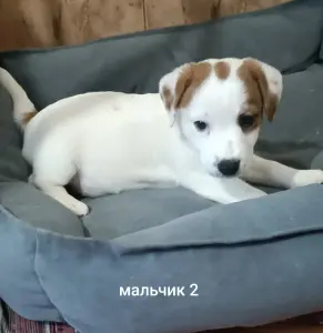Щенки Джек Рассел терьера