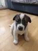 Щенки