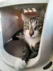 Кошка Юрика - полосатая красота