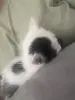 Котята в дар