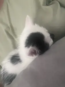 Котята в дар