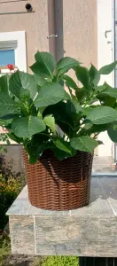 Кашпо из ротанга