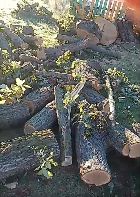 Дерево