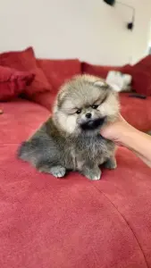 Померанский шпиц