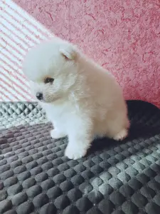 Мальчик померанский шпиц.