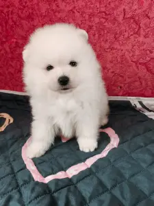 Померанский шпиц.