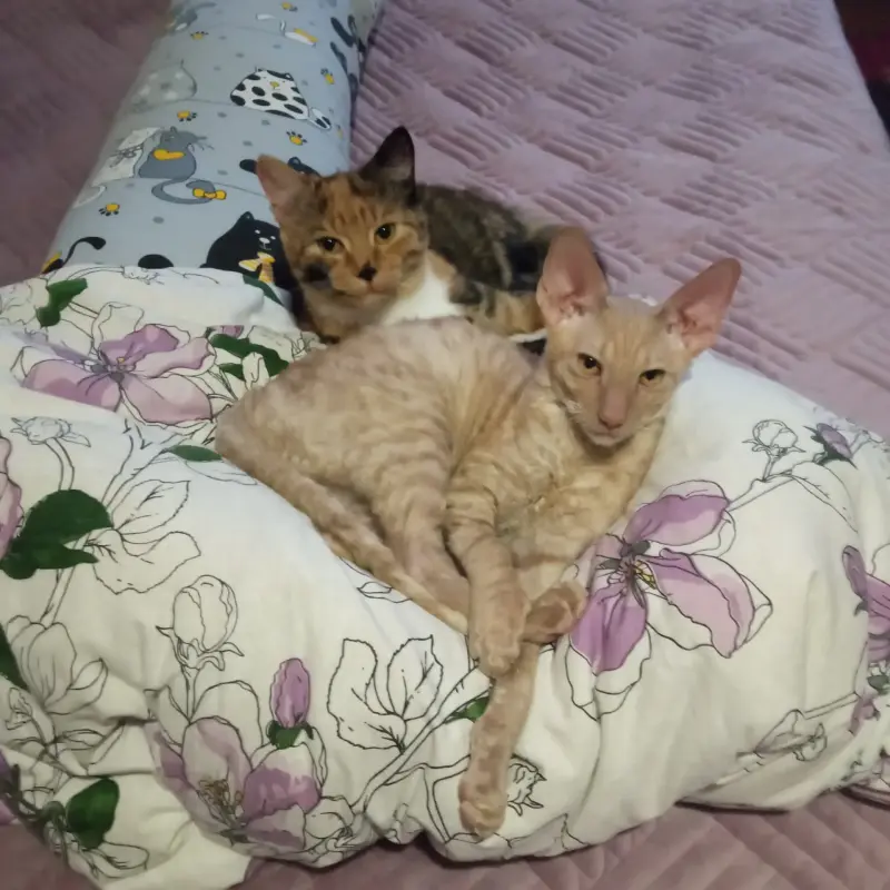Котята