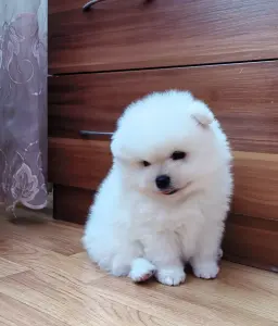 Померанский шпиц
