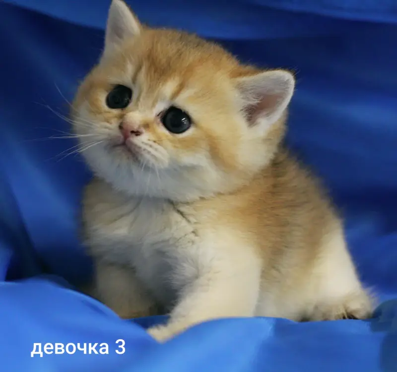 Шотландские котята
