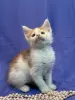 Мейн-Кун котята