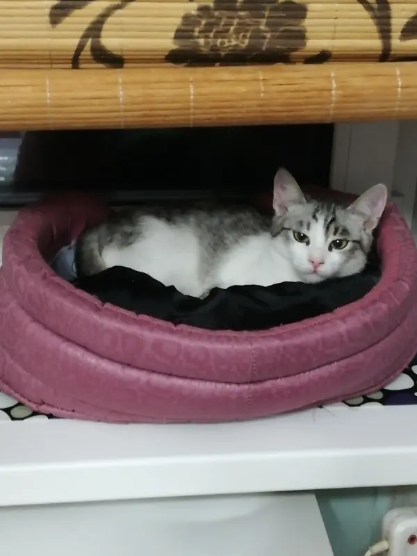 Кот Барс в добрые руки